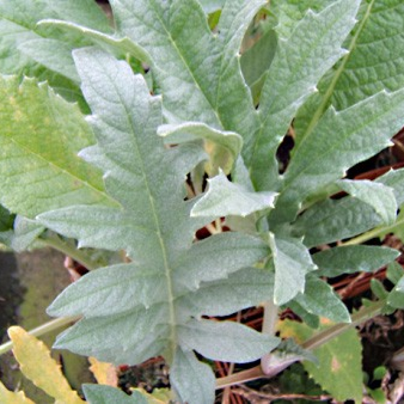 Artichaut violet de Romagne Artichaut violet de Romagne