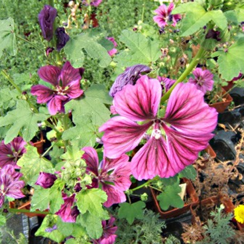 Mauve sylvestre de Mauritanie Mauve sylvestre de Mauritanie