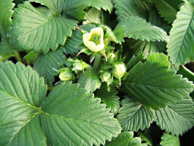 Fraise Capron rouge Fraise Capron rouge