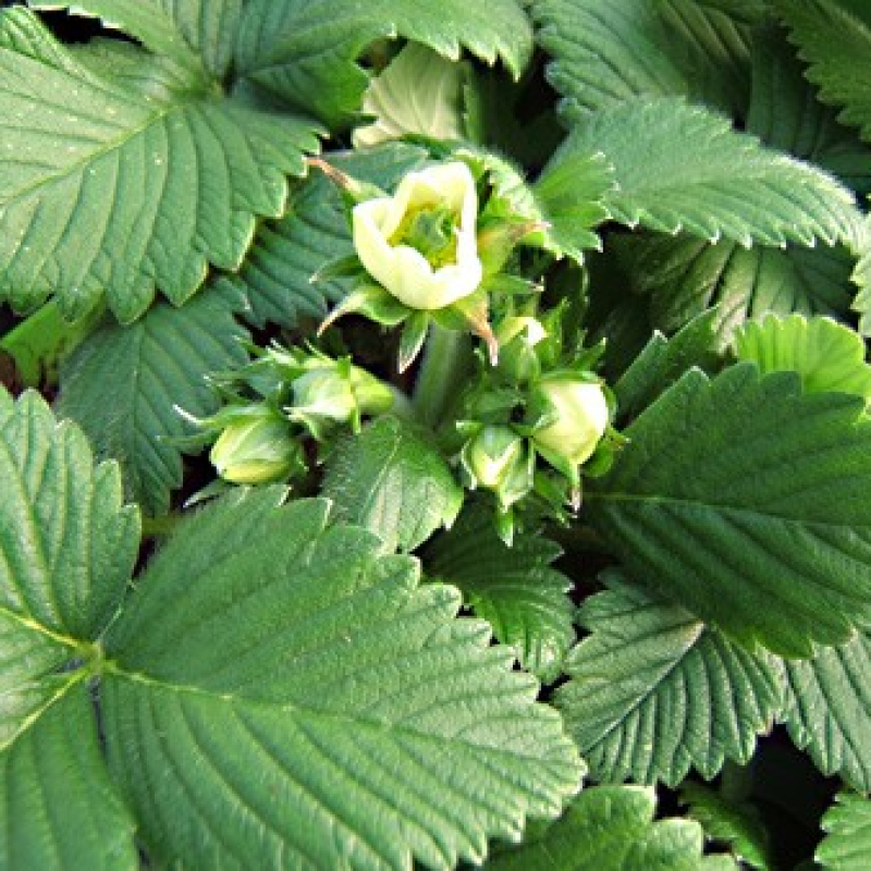 Fraise Capron rouge Fraise Capron rouge