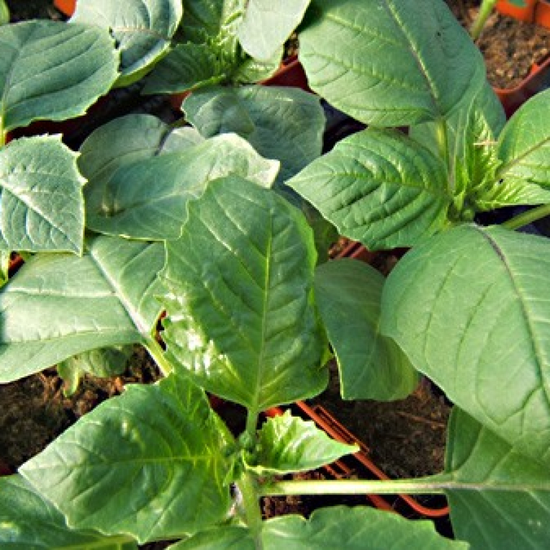 Tomatillo purple Tomatillo purple