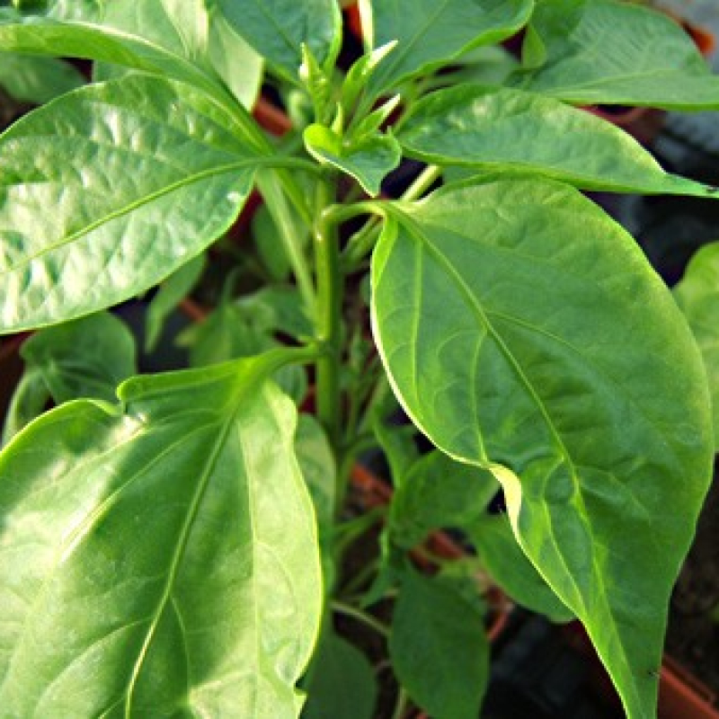 Piment sucette de Provence Piment sucette de Provence