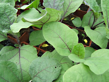Aubergine de Barbentane Aubergine de Barbentane