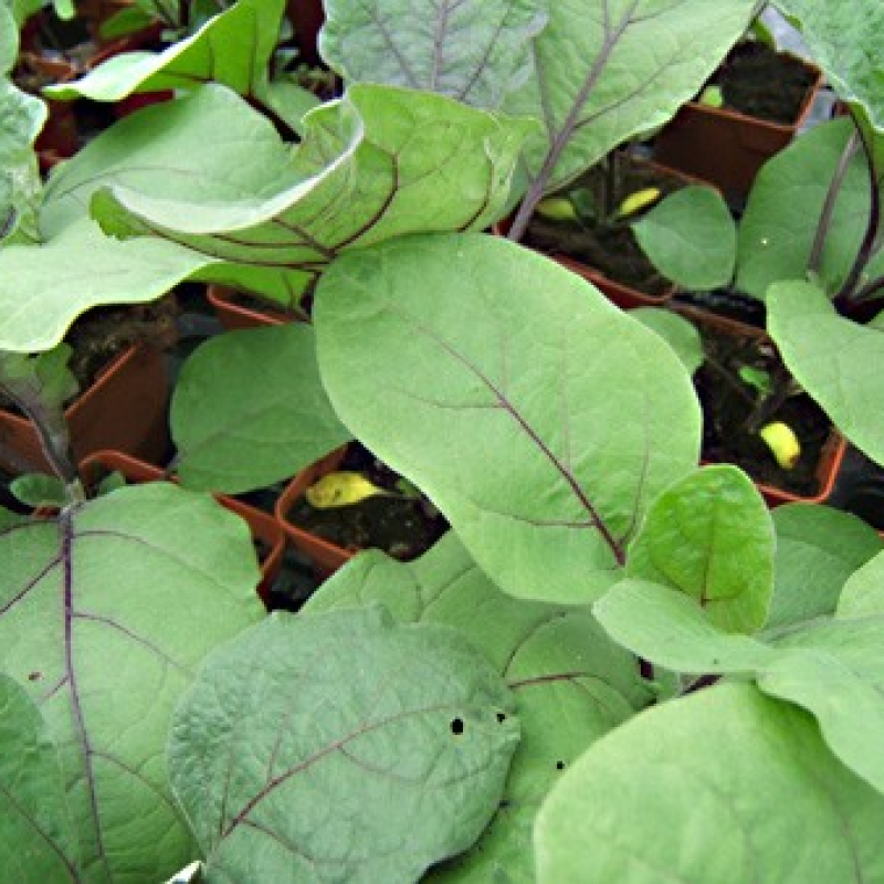 Aubergine de Barbentane Aubergine de Barbentane