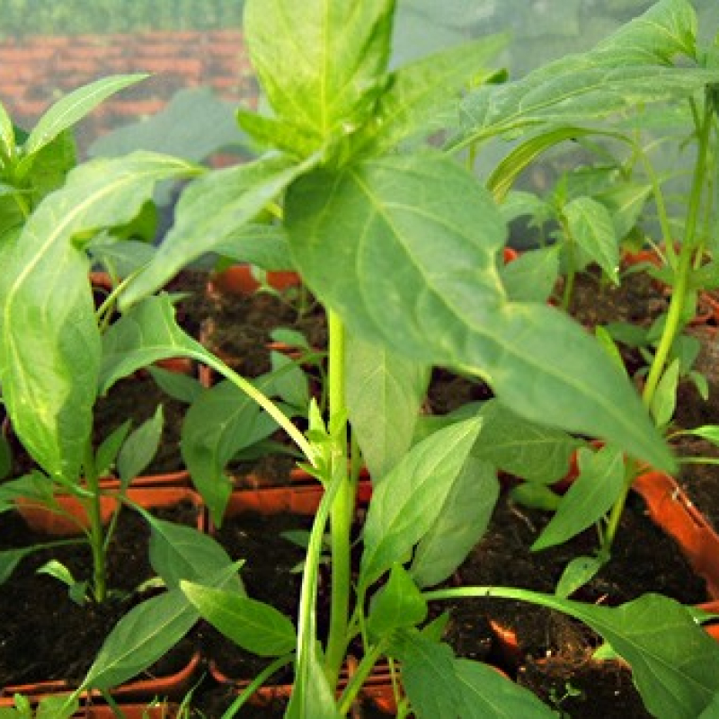 Piment doux des Landes Piment doux des Landes