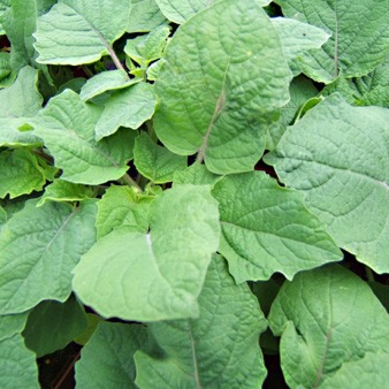 Tomatillo goldie Tomatillo goldie