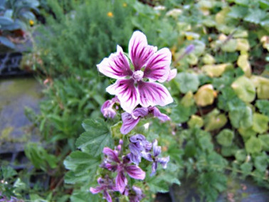 Mauve sylvestre Zebrina Mauve sylvestre Zebrina