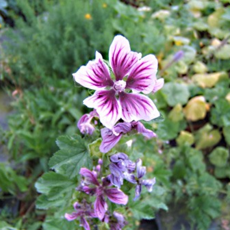 Mauve sylvestre Zebrina Mauve sylvestre Zebrina