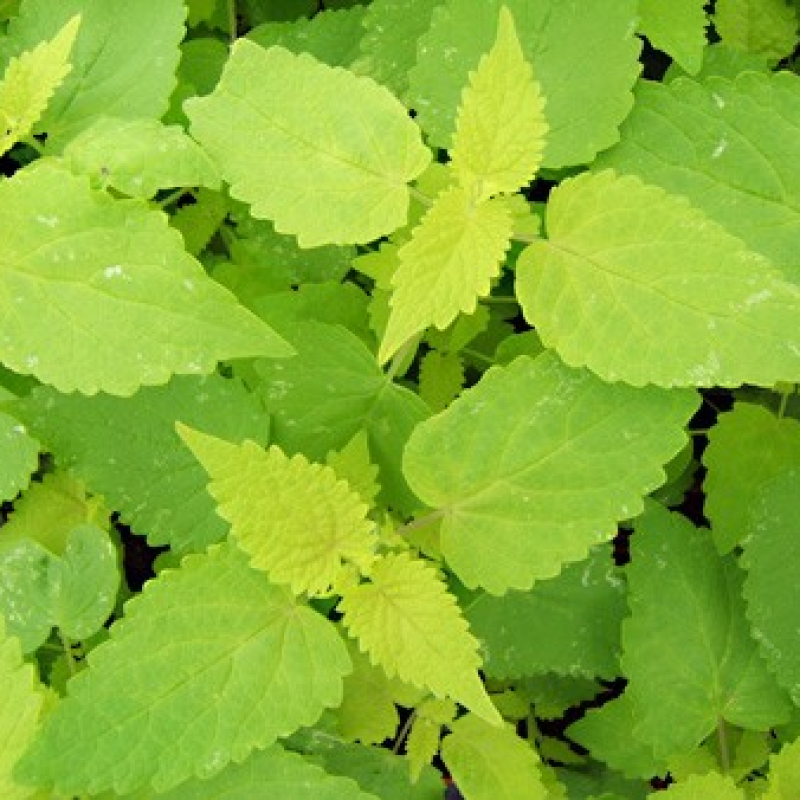 Agastache menthe à feuilles dorées Agastache menthe à feuilles dorées