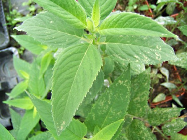 Monarde fistuleuse Monarde fistuleuse