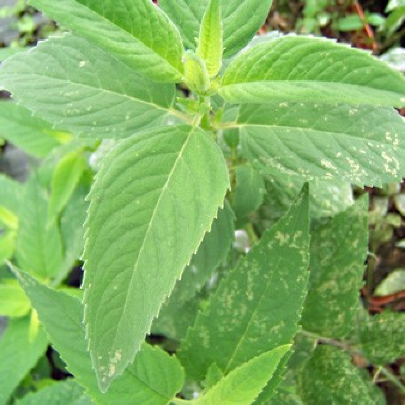 Monarde fistuleuse Monarde fistuleuse