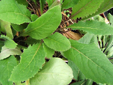 Julienne des jardins à fleurs blanches Julienne des jardins à fleurs blanches