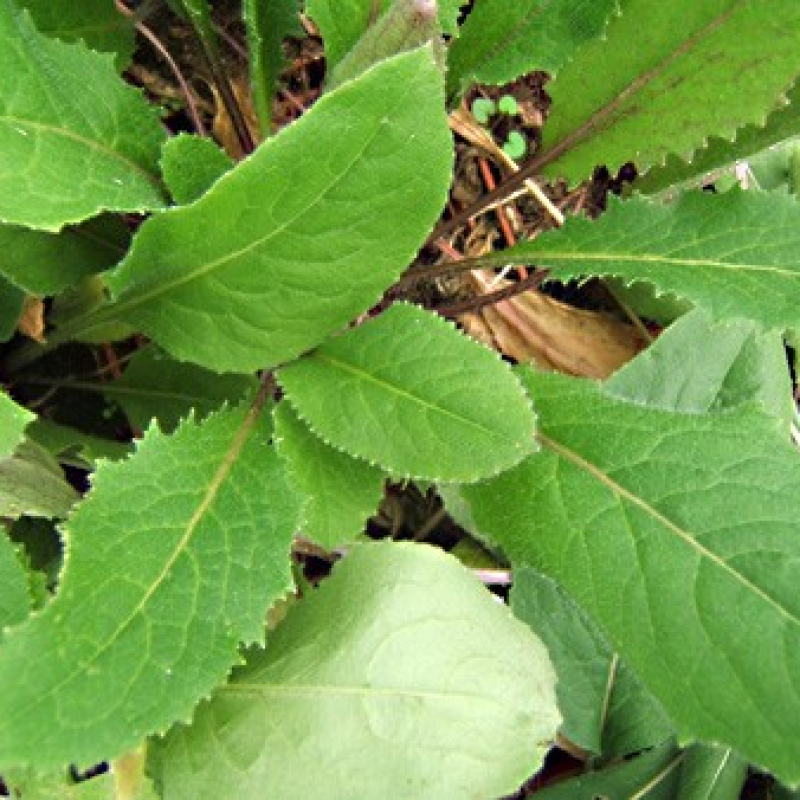 Julienne des jardins à fleurs blanches Julienne des jardins à fleurs blanches