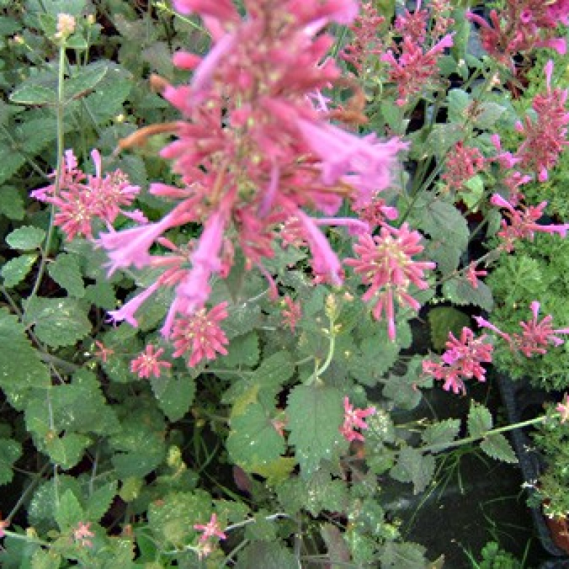 Agastache boléro Agastache boléro