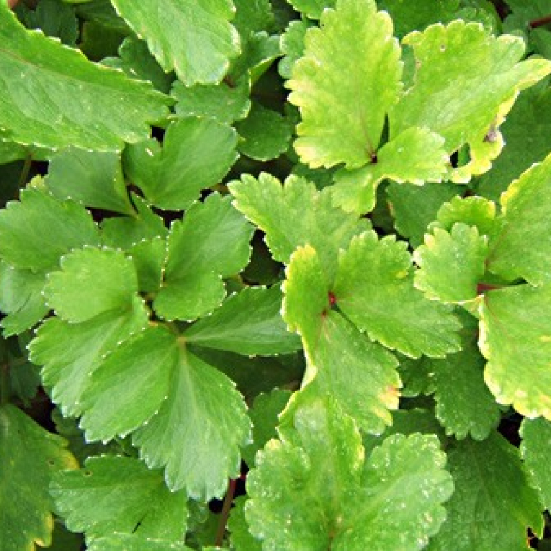 Persil de mer Persil de mer