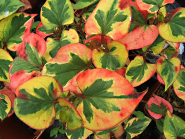 Coriandre des bois panachée