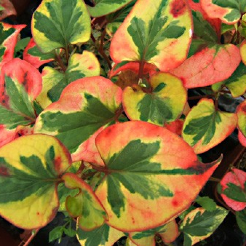 Coriandre des bois panachée