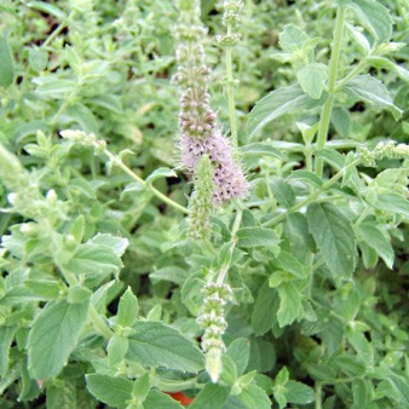 Menthe tomenteuse