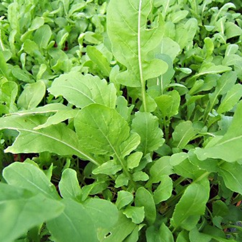 Roquette