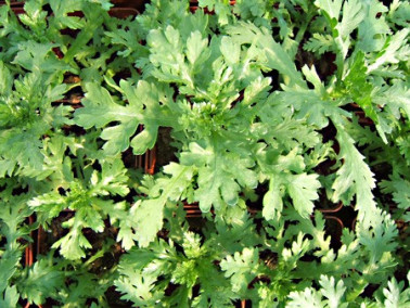 Chrysanthèmes à feuilles découpées Chrysanthèmes à feuilles découpées