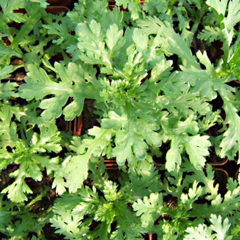 Chrysanthèmes à feuilles découpées Chrysanthèmes à feuilles découpées