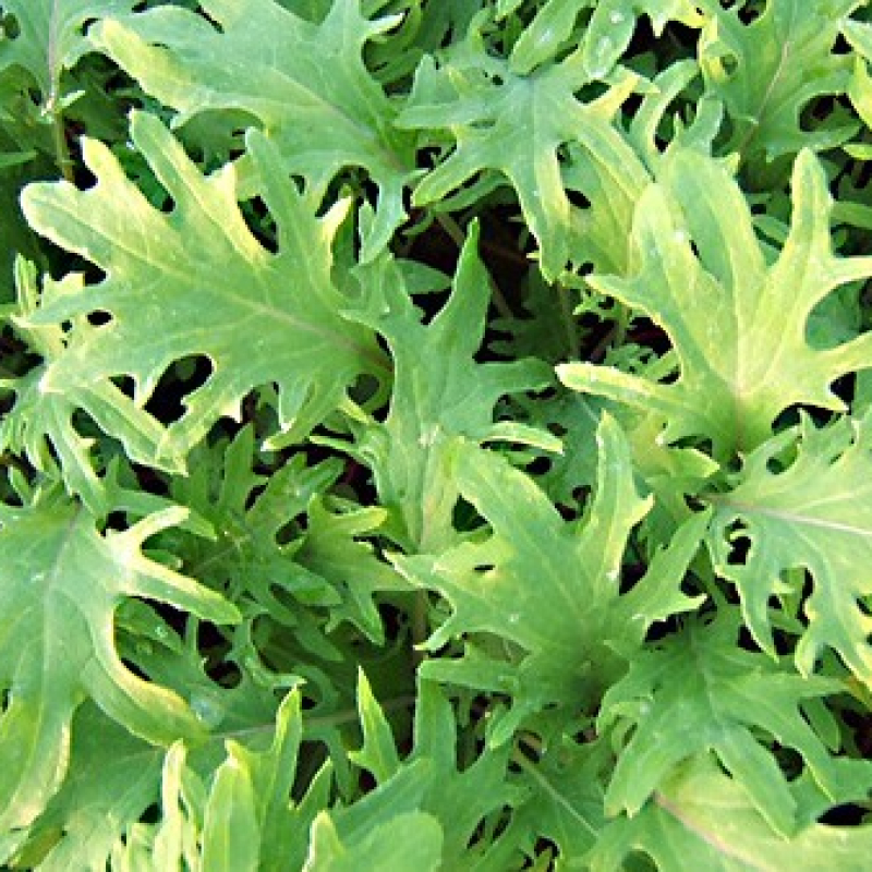 Kale rouge de Russie