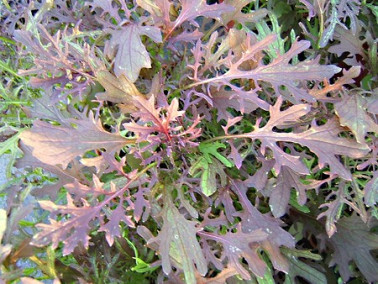 Moutarde rouge à feuilles découpées