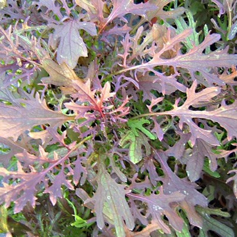 Moutarde rouge à feuilles découpées Moutarde rouge à feuilles découpées
