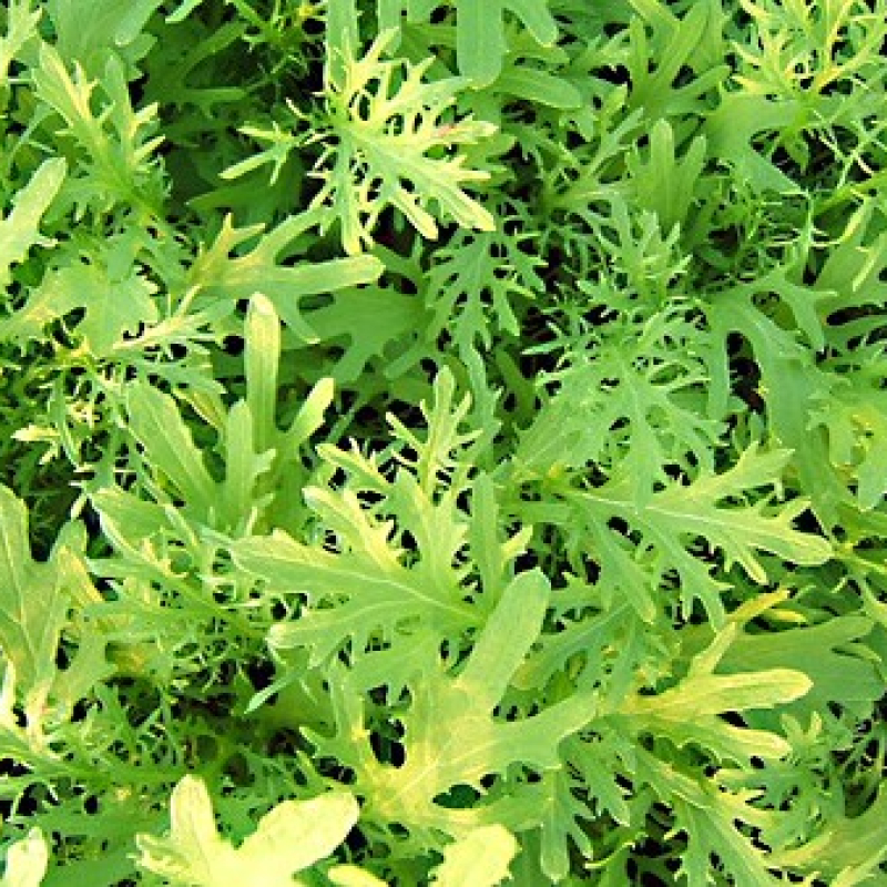 Moutarde verte à feuilles découpées