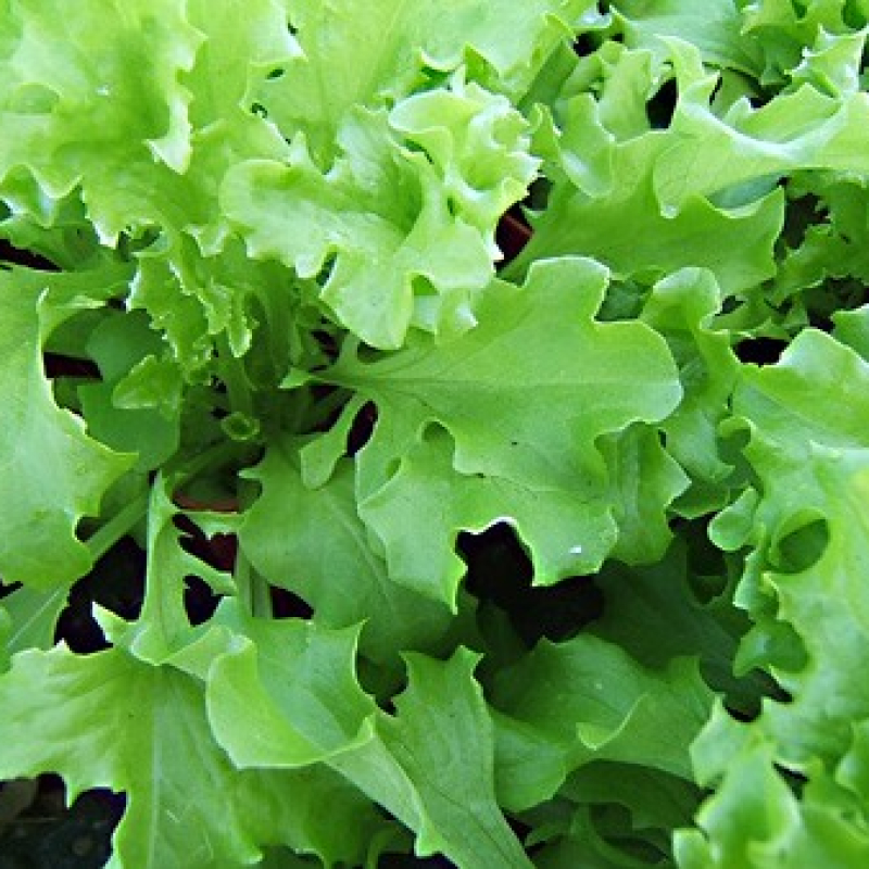 Laitue frisée d'amérique Laitue frisée d'amérique