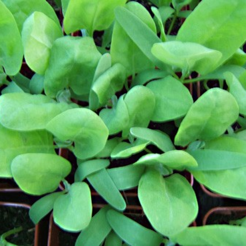 Arroche blonde Arroche blonde