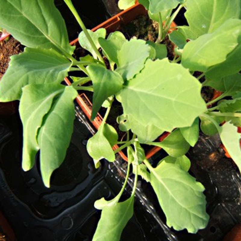 Kale de Chine Kale de Chine