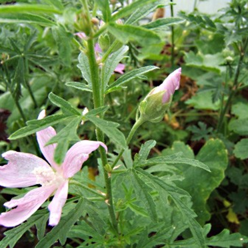 Mauve alcée Mauve alcée