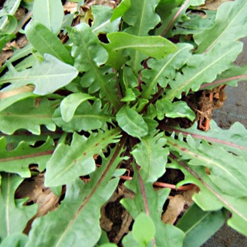 Chicorée sauvage Chicorée sauvage