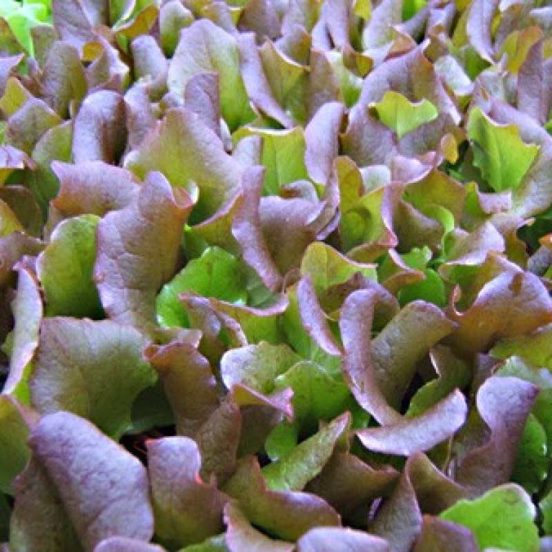 Laitue romaine rouge