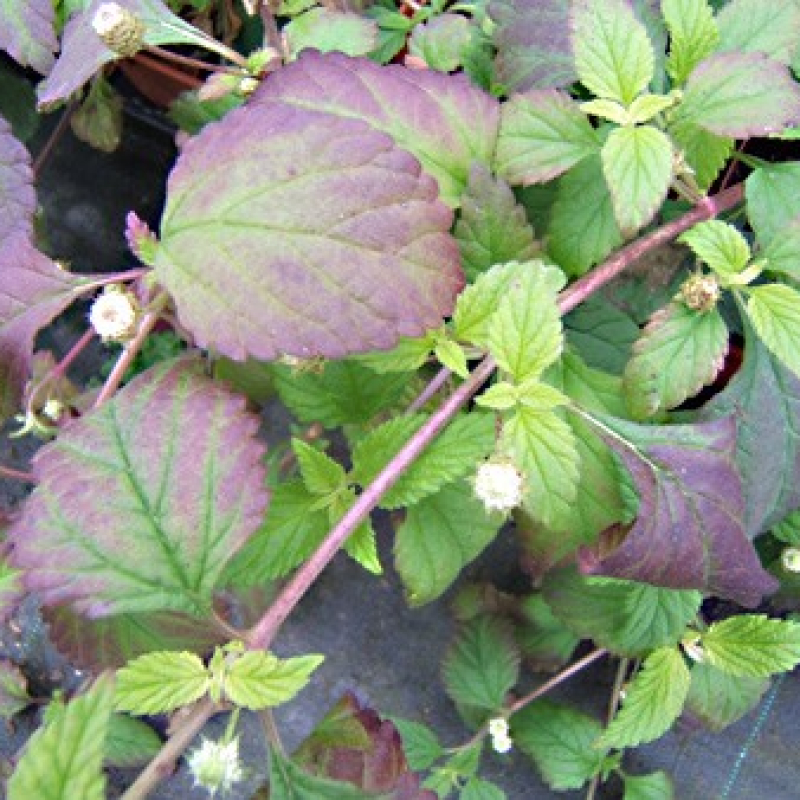 Herbe à sucre des Aztèques