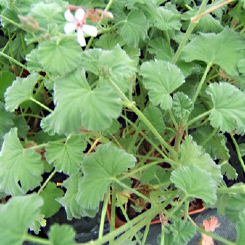 Géranium odorant senteur de provence