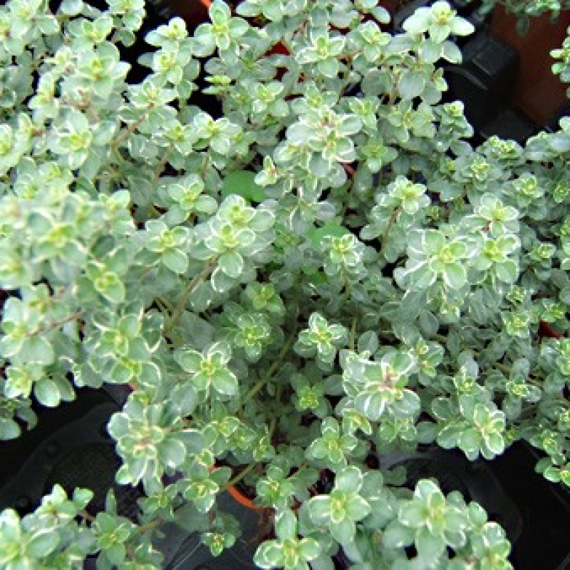 Thym citron panaché argenté Thym citron panaché argenté