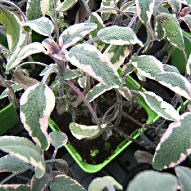 Sauge tricolor Sauge tricolor