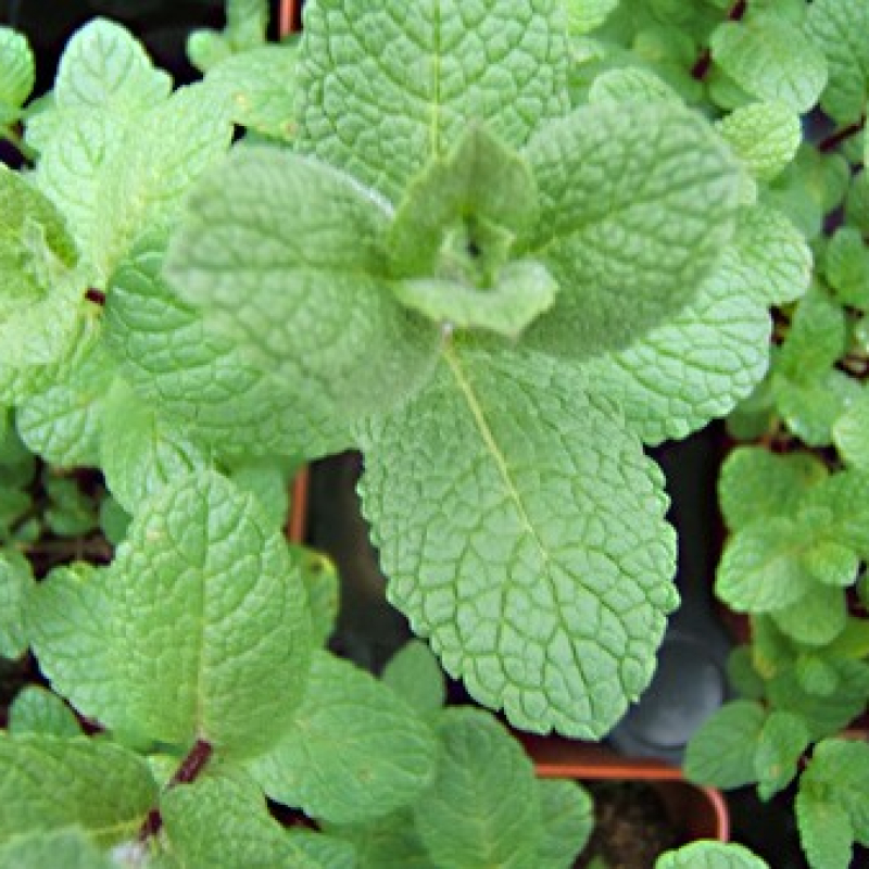 Menthe espagnole Menthe espagnole