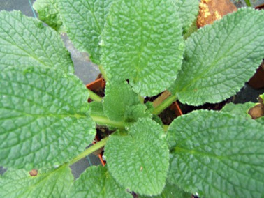 Bourrache à fleurs blanches Bourrache à fleurs blanches