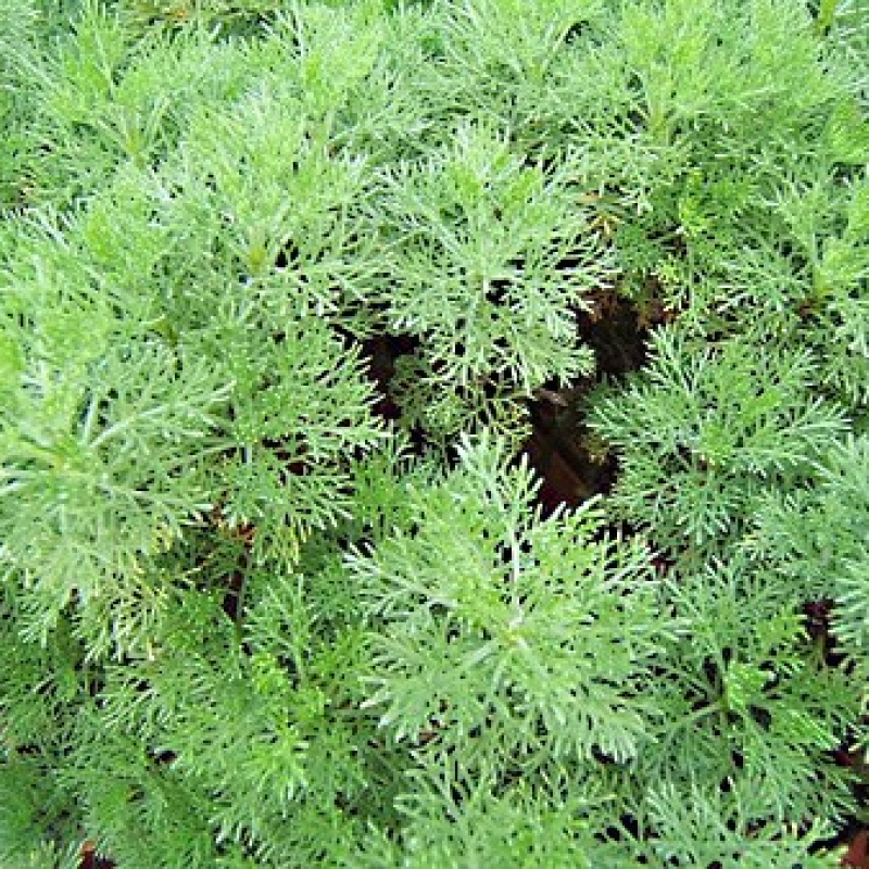 Aurône mâle Aurône mâle