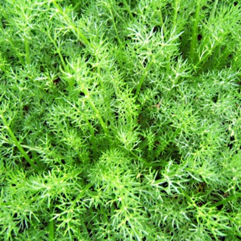 Camomille romaine double