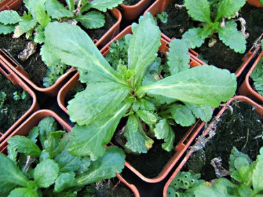 Verveine officinale Verveine officinale