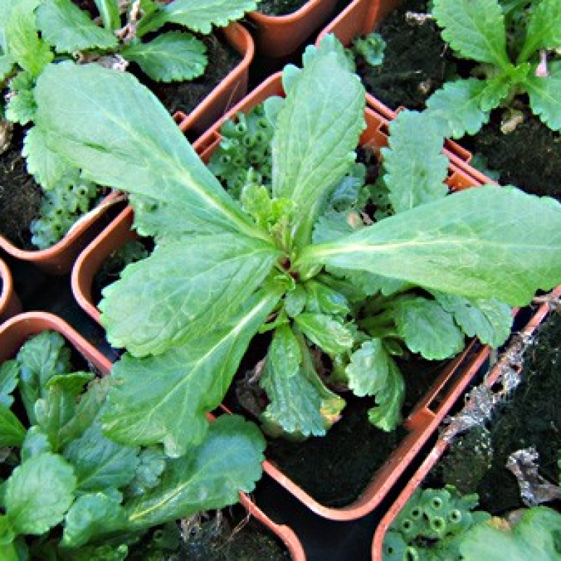 Verveine officinale Verveine officinale