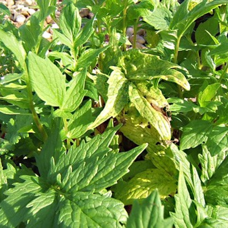 Valèriane officinale