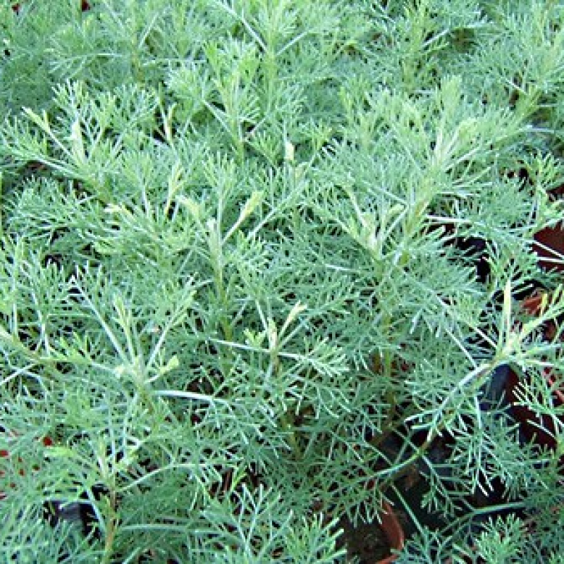 Armoise camphrée Armoise camphrée