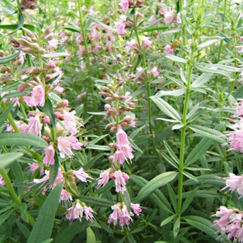 Hysope rose Hysope rose