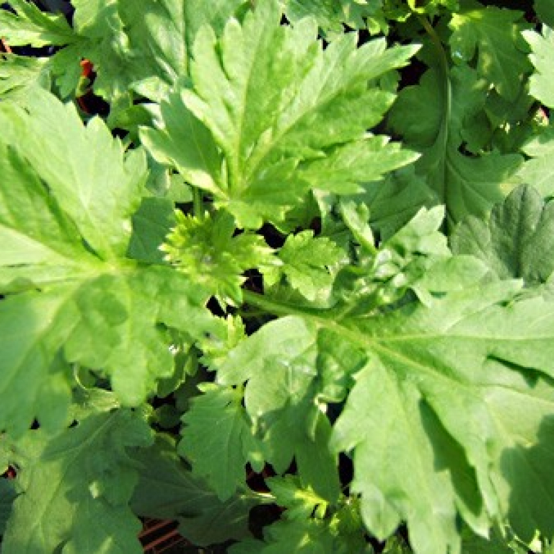 Armoise commune Armoise commune