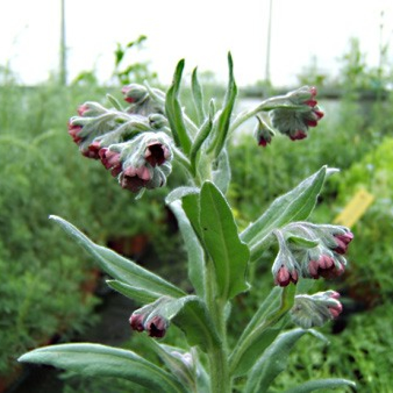 Cynoglosse officinal